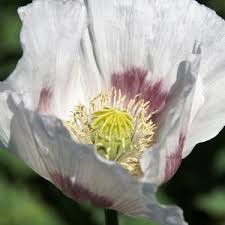 Image result for Papaver somniferum White Cloud