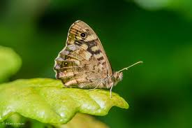 Attēlu rezultāti vaicājumam “Pararge aegeria underside”