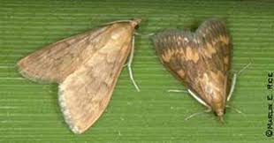 Attēlu rezultāti vaicājumam “Ostrinia nubilalis”