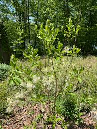 Attēlu rezultāti vaicājumam “Chionanthus virginicus flower”