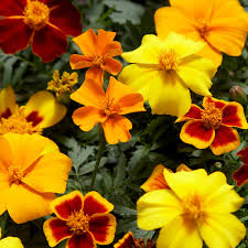 Image result for Tagetes patula