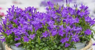 Image result for Glockenblumen