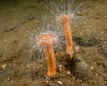 Attēlu rezultāti vaicājumam “Octospora humosa”