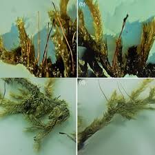 Attēlu rezultāti vaicājumam “Brachythecium rivulare sporophyte”