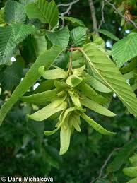 Attēlu rezultāti vaicājumam “Carpinus betulus fruit”