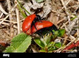 Attēlu rezultāti vaicājumam “Chrysomela populi”