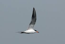 Image result for Sterna forsteri