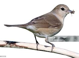 Attēlu rezultāti vaicājumam “Sylvia borin adult”