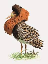 Attēlu rezultāti vaicājumam “Philomachus pugnax adult”