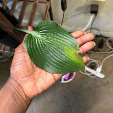 Image result for Hosta Warpaint