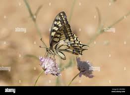 Attēlu rezultāti vaicājumam “Papilio machaon underside”