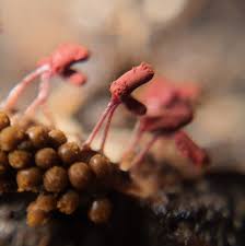 Attēlu rezultāti vaicājumam “Arcyria denudata macro”