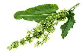 Attēlu rezultāti vaicājumam “Rumex confertus fruit”