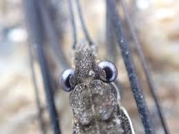 Attēlu rezultāti vaicājumam “Aquarius najas”