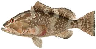 Image result for Epinephelus morio