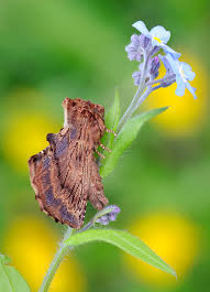 Attēlu rezultāti vaicājumam “Ptilodon capucina larva”