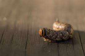 Attēlu rezultāti vaicājumam “Sphinx pinastri larva”