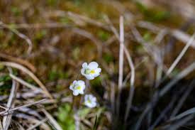 Attēlu rezultāti vaicājumam “Pinguicula alpina flower”