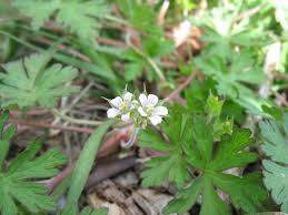 Attēlu rezultāti vaicājumam “Geranium bohemicum leaf”