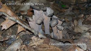 Attēlu rezultāti vaicājumam “Cratarellus cornucopioides”