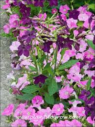 Image result for Nicotiana x sanderae `Perfume`F1