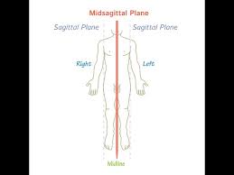 Image result for body midline