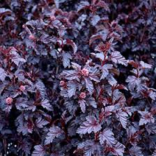 Attēlu rezultāti vaicājumam “Physocarpus opulifolius”