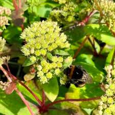Attēlu rezultāti vaicājumam “Hylotelephium maximum leaf”
