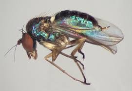 Attēlu rezultāti vaicājumam “Dolichopodidae”