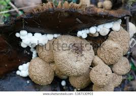 Attēlu rezultāti vaicājumam “Asterophora lycoperdoides”