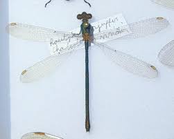 Attēlu rezultāti vaicājumam “Chalcolestes viridis”