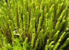 Attēlu rezultāti vaicājumam “Philonotis”