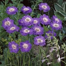 Image result for scabiosa caucasica