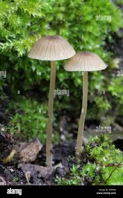Attēlu rezultāti vaicājumam “Mycena abramsii”