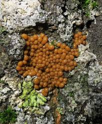 Attēlu rezultāti vaicājumam “Trichia flavicoma”