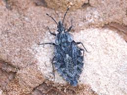 Attēlu rezultāti vaicājumam “Aradus betulae”