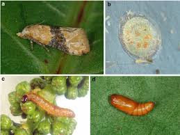 Attēlu rezultāti vaicājumam “Eupithecia subumbrata larva”