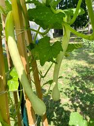 Image result for tromboncino