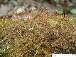 Attēlu rezultāti vaicājumam “Pylaisia polyantha”