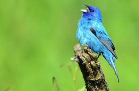 Image result for Passerina cyanea