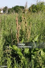 Attēlu rezultāti vaicājumam “Rumex hydrolapathum leaf”