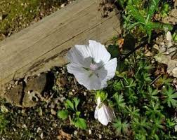 Attēlu rezultāti vaicājumam “Malva moschata alba fruit”
