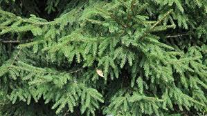 Attēlu rezultāti vaicājumam “Picea”