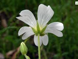 Attēlu rezultāti vaicājumam “Cerastium arvense flower”
