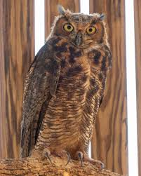 Attēlu rezultāti vaicājumam “Strigiformes”