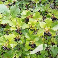 Attēlu rezultāti vaicājumam “Crataegus chlorosarca”