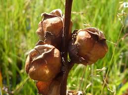 Attēlu rezultāti vaicājumam “Pedicularis sceptrum-carolinum flower”