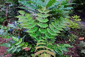 Attēlu rezultāti vaicājumam “Berberidaceae”