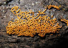 Attēlu rezultāti vaicājumam “Willkommlangea reticulata”