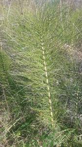 Attēlu rezultāti vaicājumam “Equisetum telmateia”